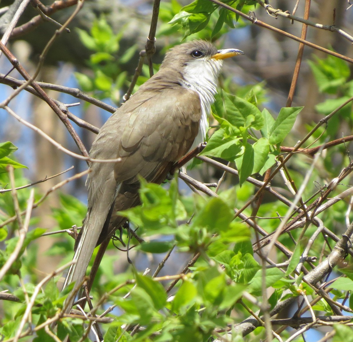 Yellow-billed Cuckoo - Kevin Seymour