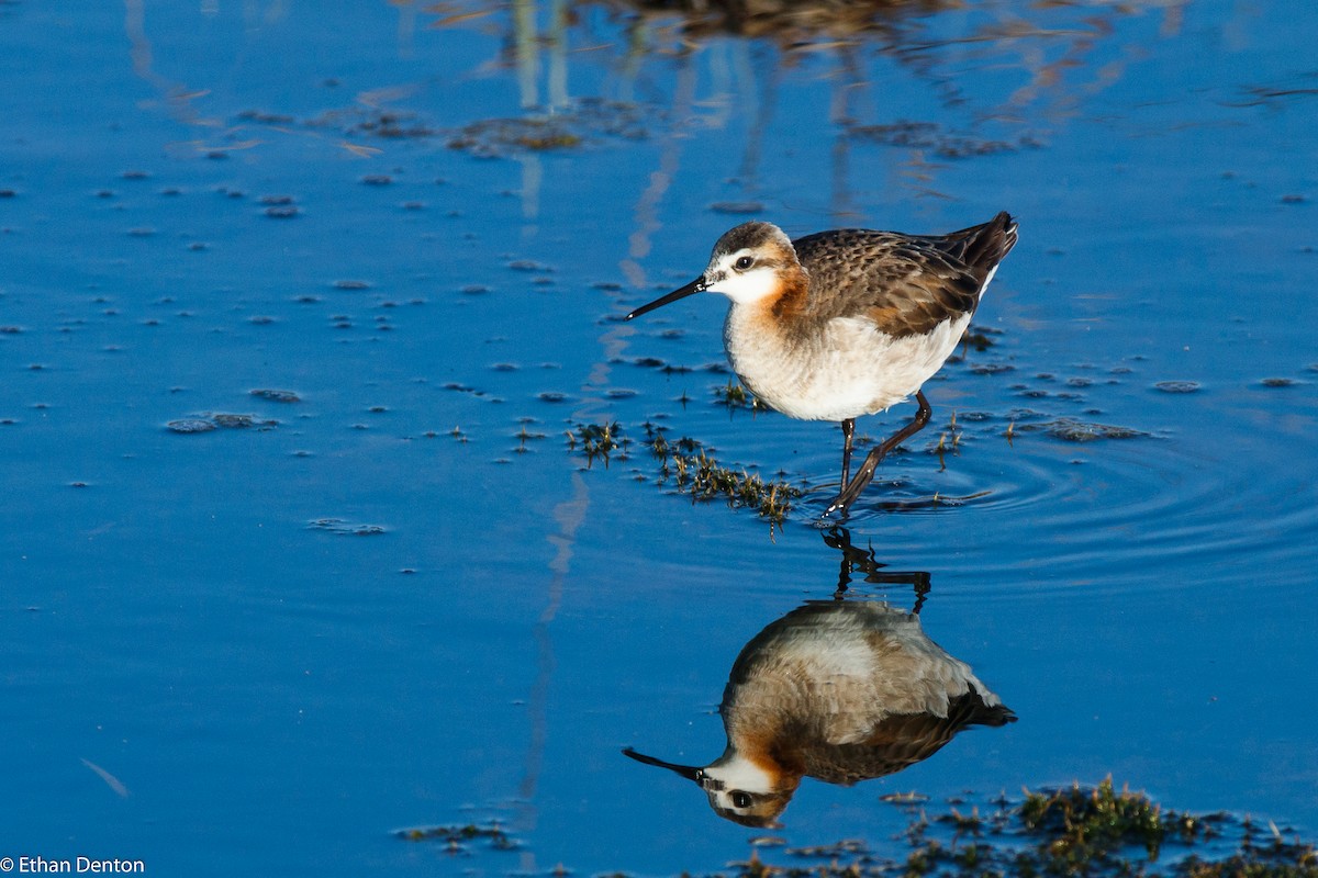 Wilson's Phalarope - Ethan Denton