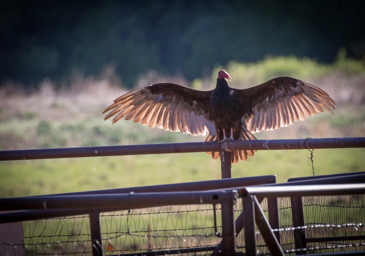 Turkey Vulture - ML101048451