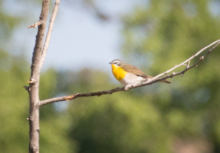 Yellow-breasted Chat - ML101048751