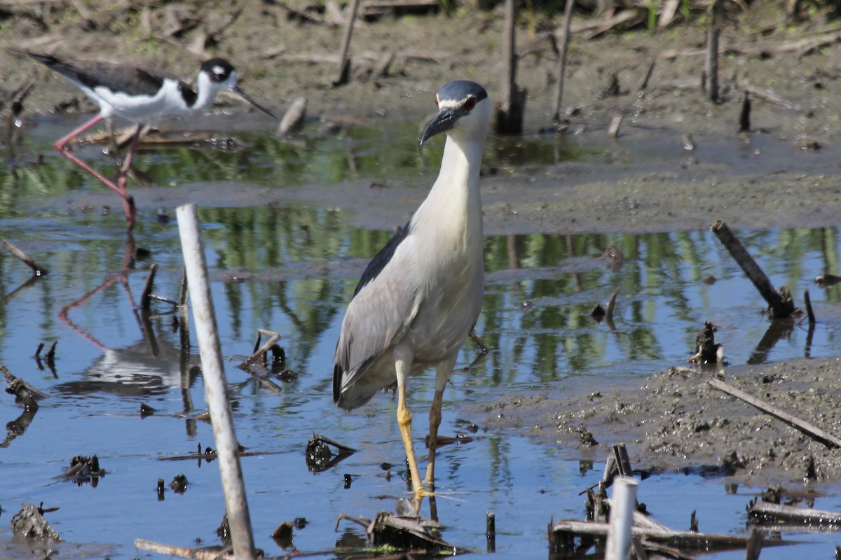 Black-crowned Night Heron - Kenny Frisch