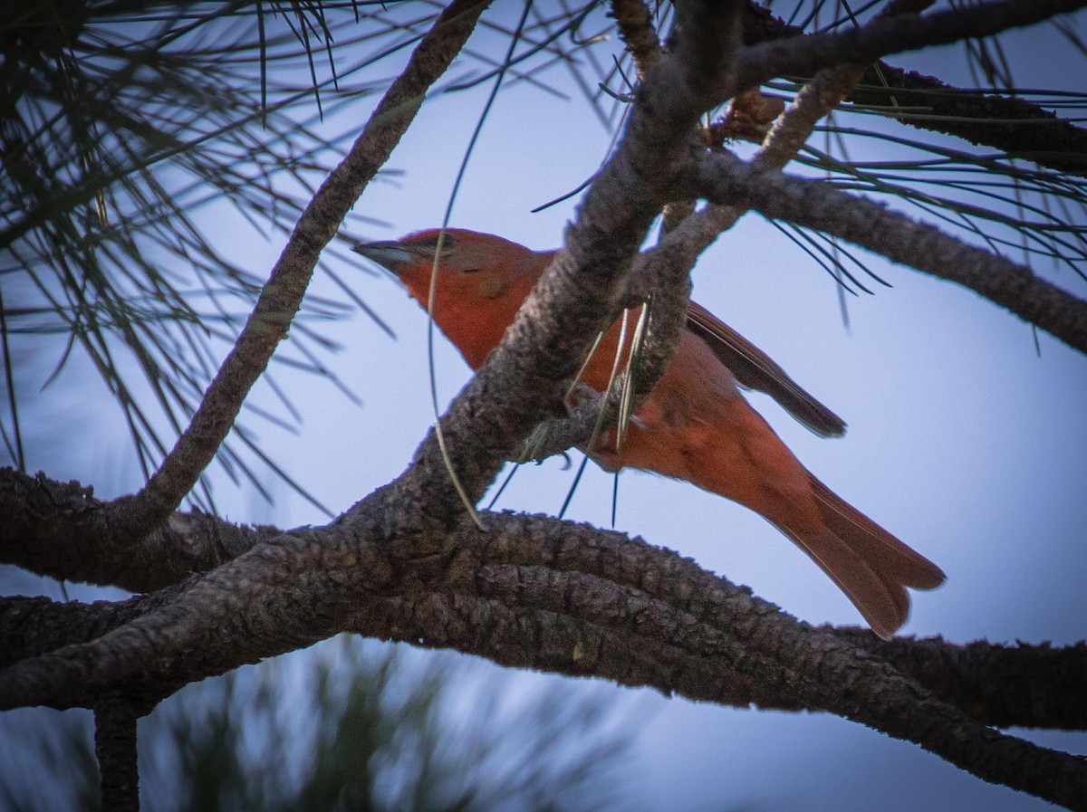 Hepatic Tanager - ML101048821