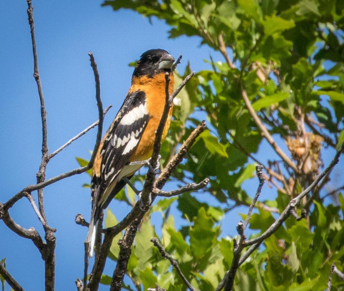 Black-headed Grosbeak - ML101048981