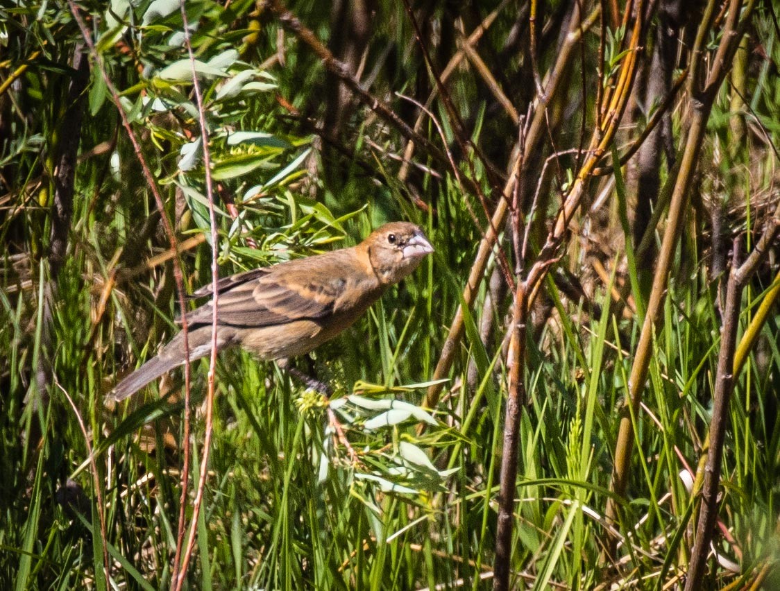 Blue Grosbeak - ML101049101