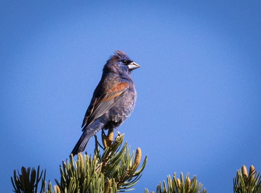 Blue Grosbeak - ML101049111