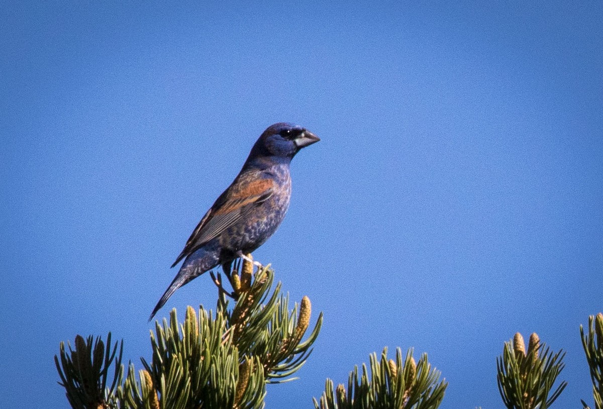 Blue Grosbeak - ML101049121