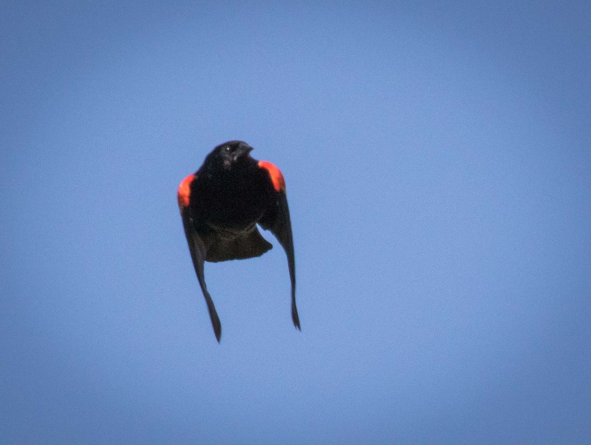 Red-winged Blackbird (Red-winged) - ML101049441