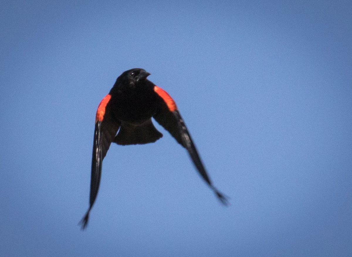 Red-winged Blackbird (Red-winged) - ML101049451