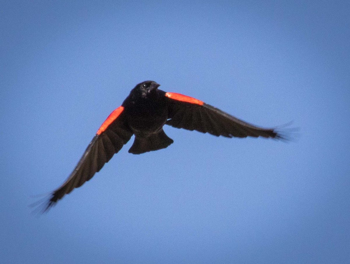 Red-winged Blackbird (Red-winged) - ML101049461