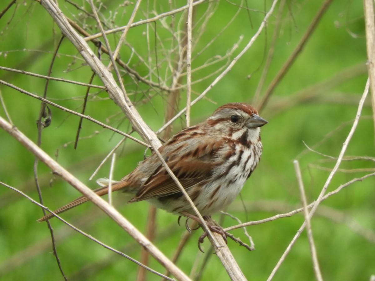 Song Sparrow - ML101053001