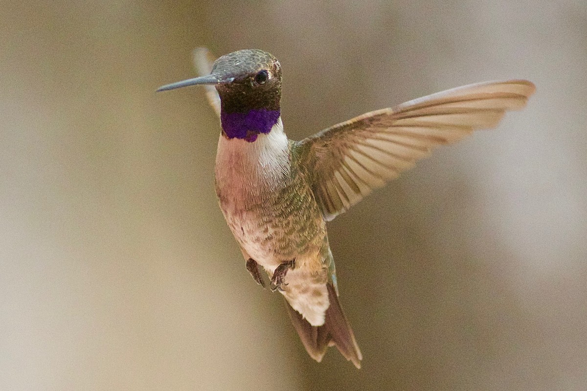 Black-chinned Hummingbird - Gordon Atkins