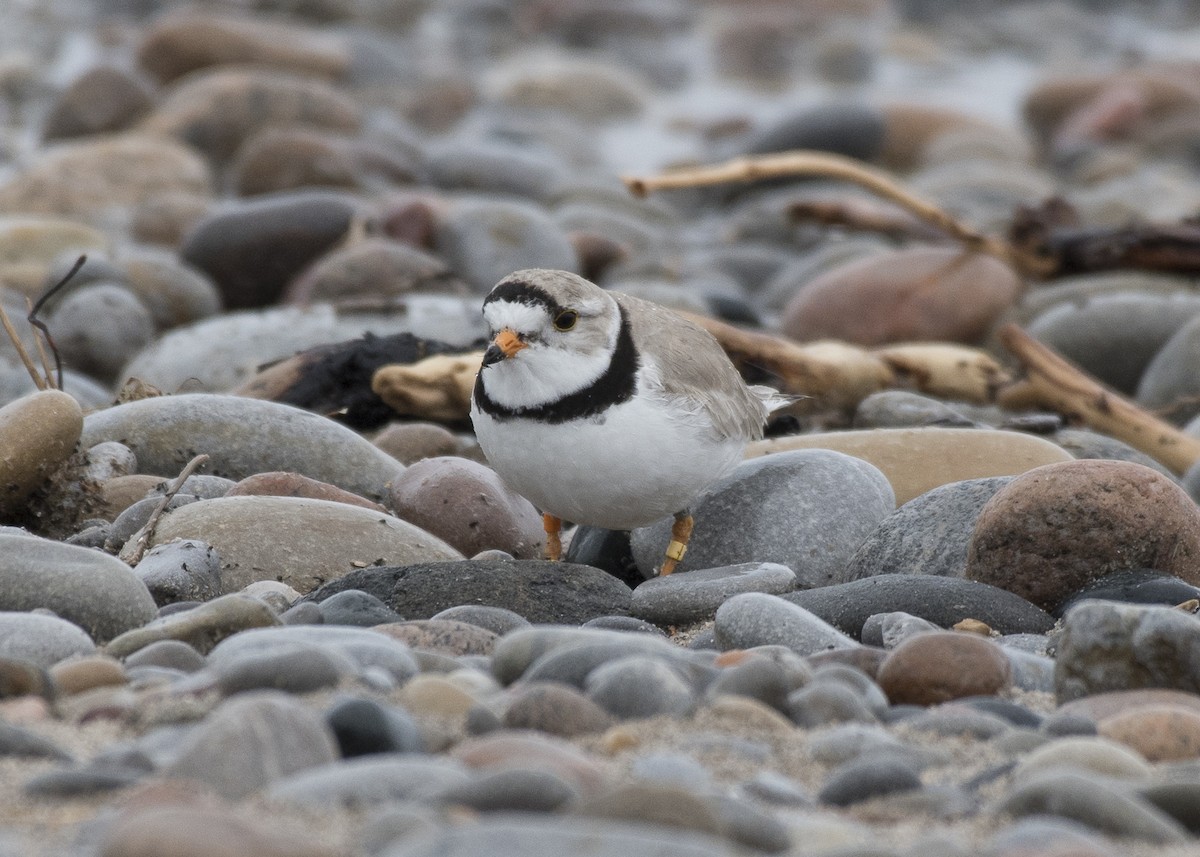 Piping Plover - ML101057061