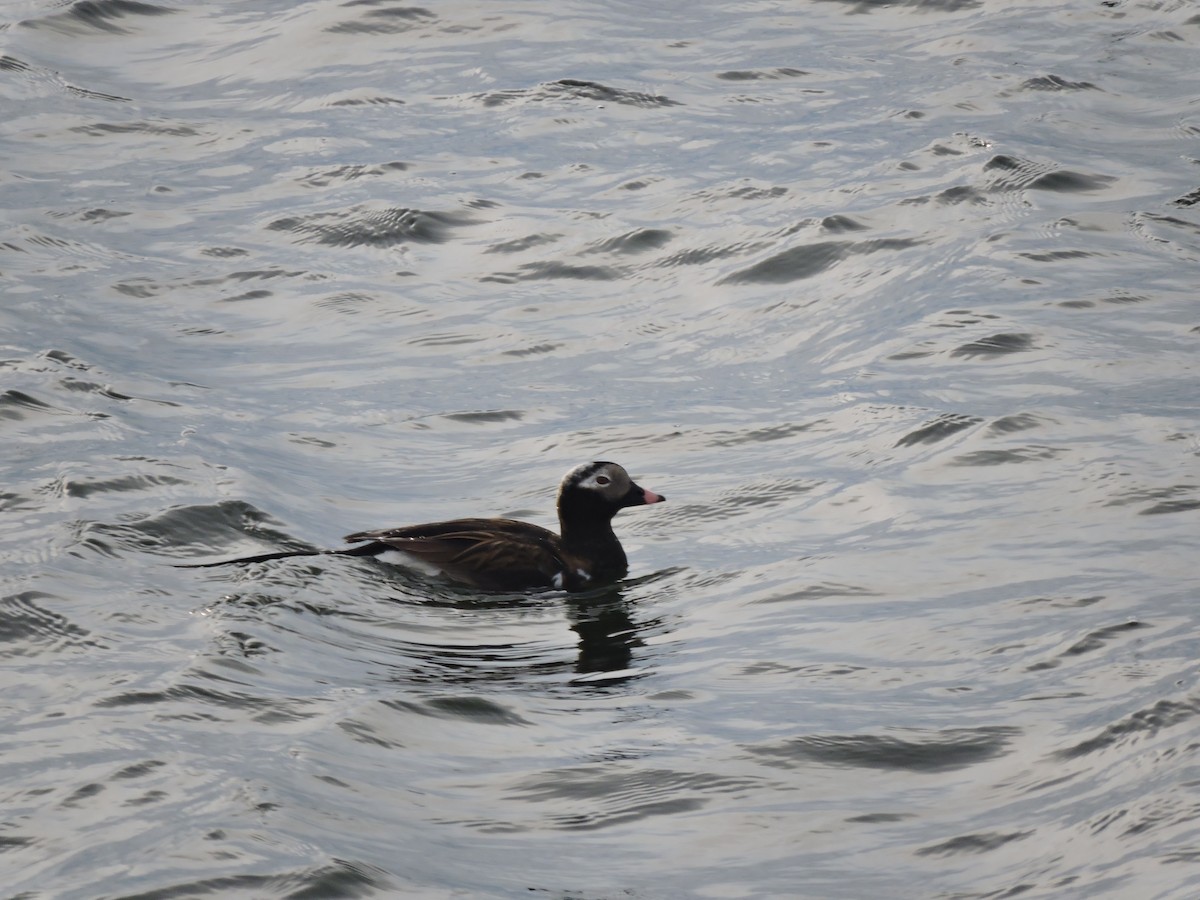 Long-tailed Duck - ML101057301