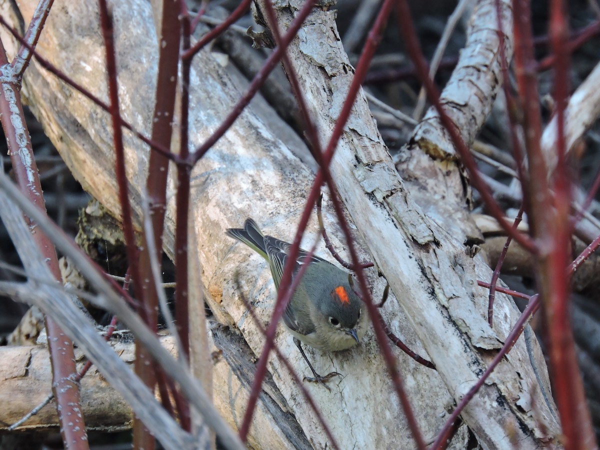 Ruby-crowned Kinglet - ML101057591