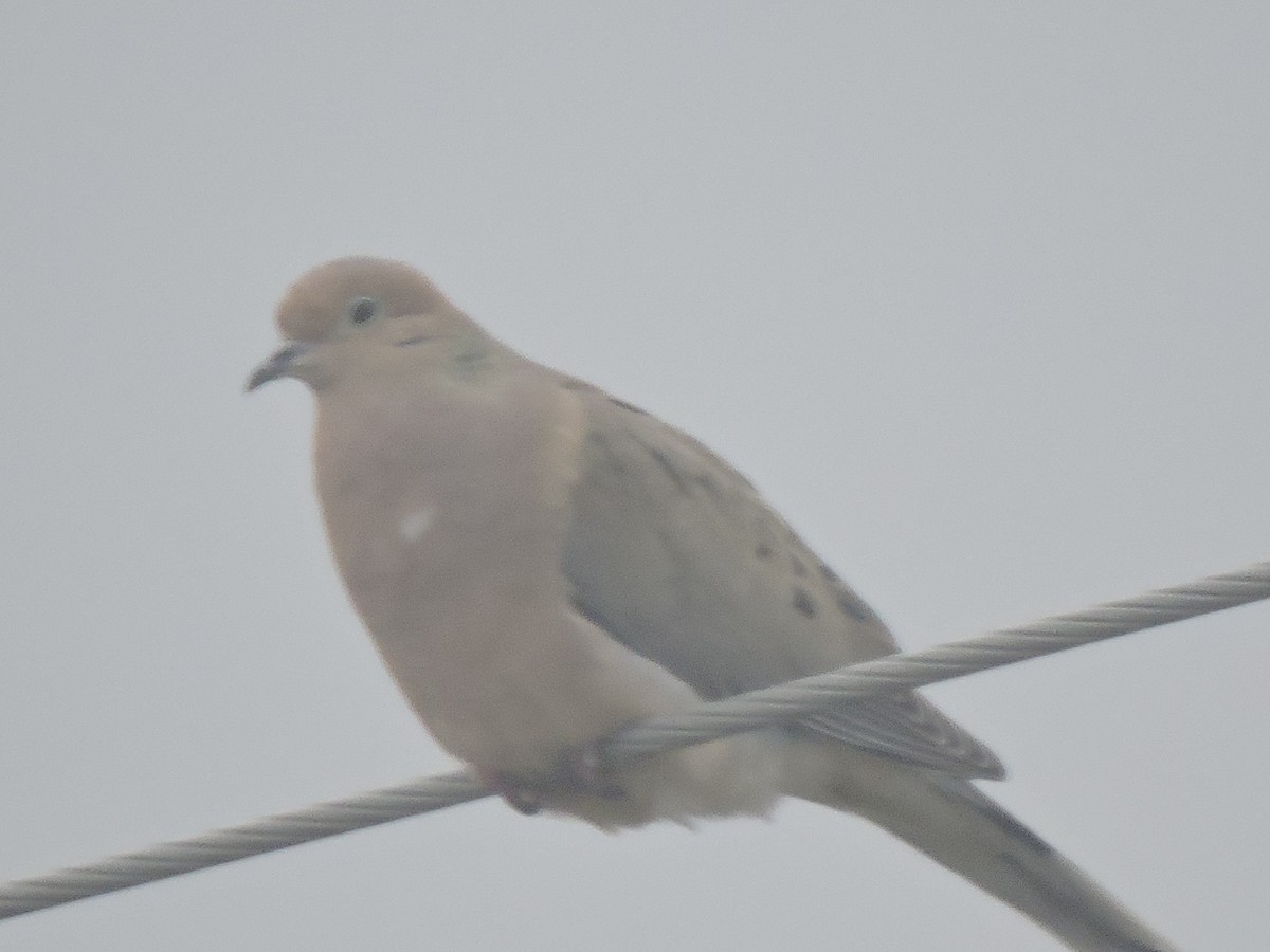 Mourning Dove - ML101057791