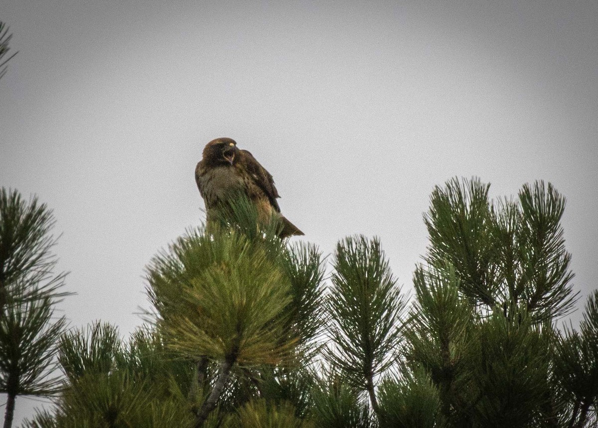 Red-tailed Hawk - ML101058061