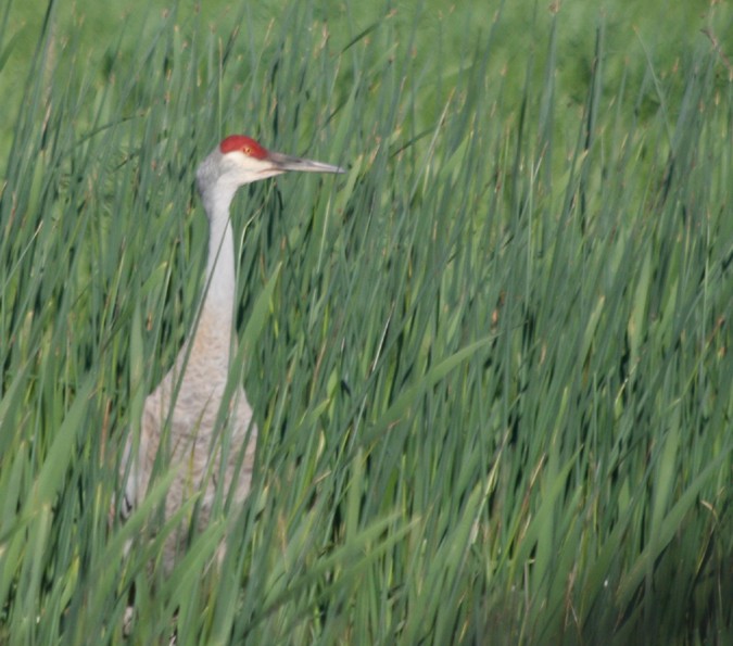 Sandhill Crane - ML101058231