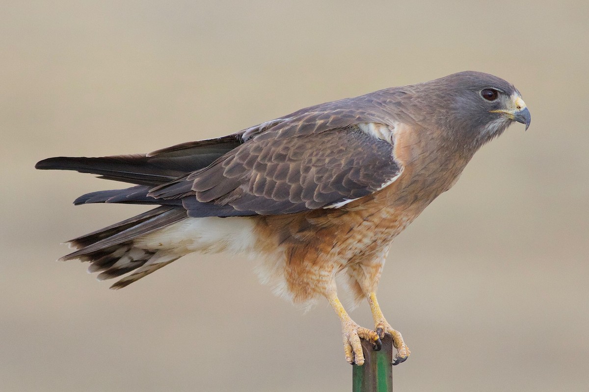 Swainson's Hawk - Gordon Atkins