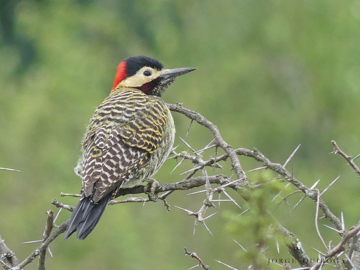 Green-barred Woodpecker - Jorge  Quiroga