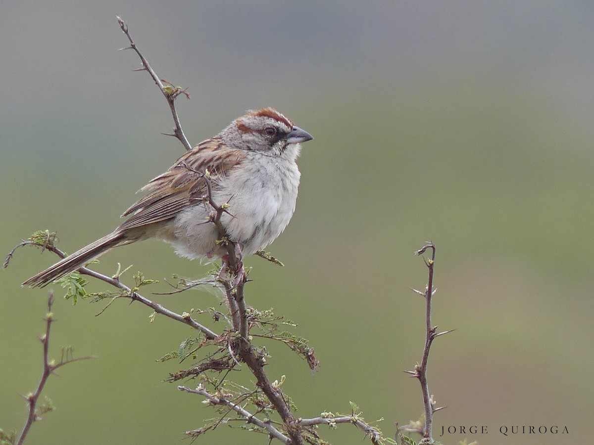 Yungas Sparrow - Jorge  Quiroga