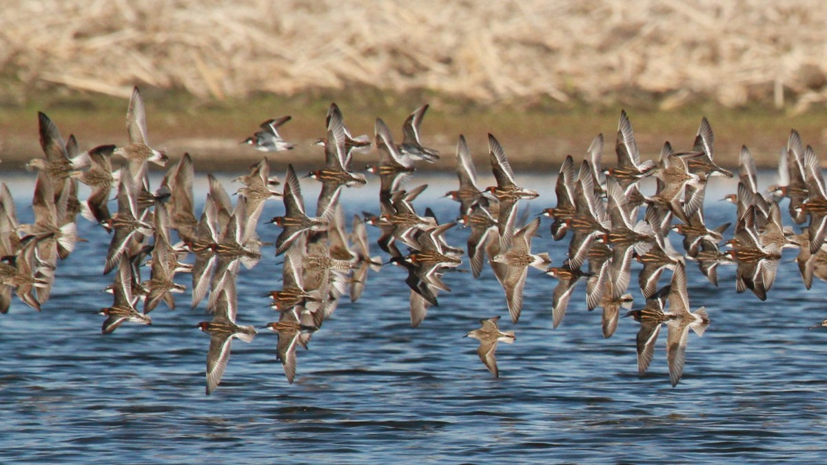 Red-necked Phalarope - ML101062751