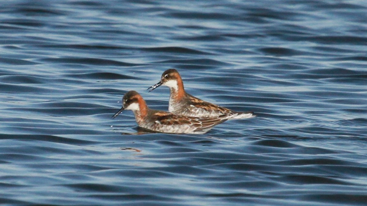 Red-necked Phalarope - ML101063191