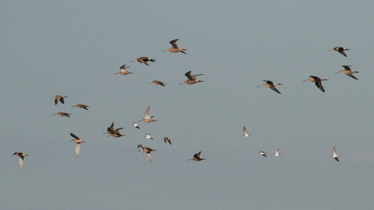 Hudsonian Godwit - ML101063571