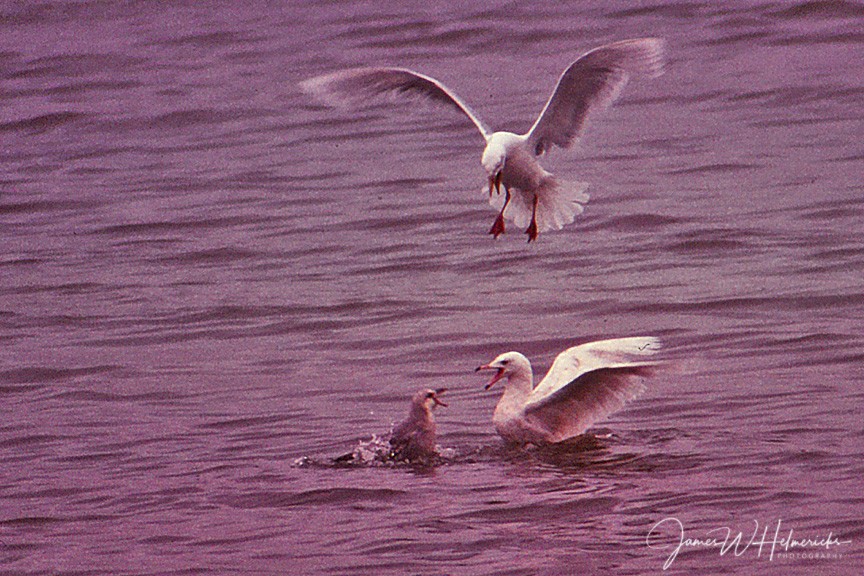 Northern Fulmar - James Helmericks