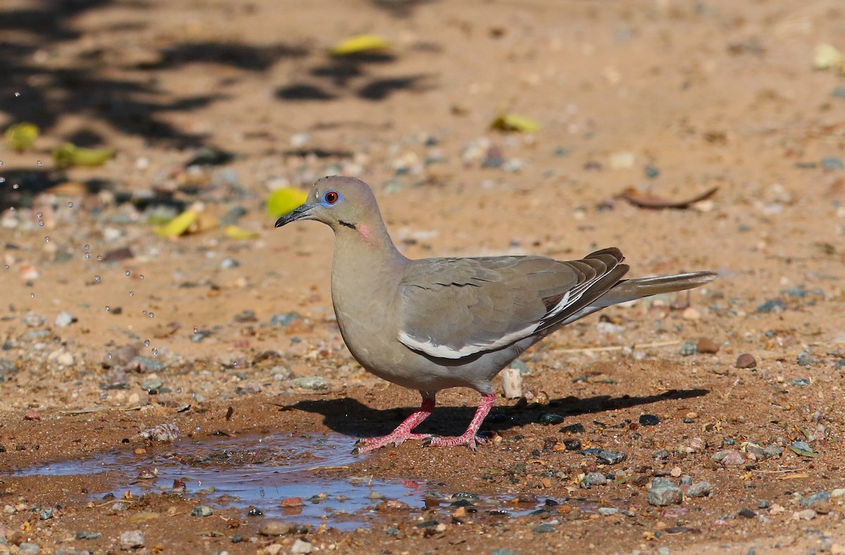 White-winged Dove - ML101064711