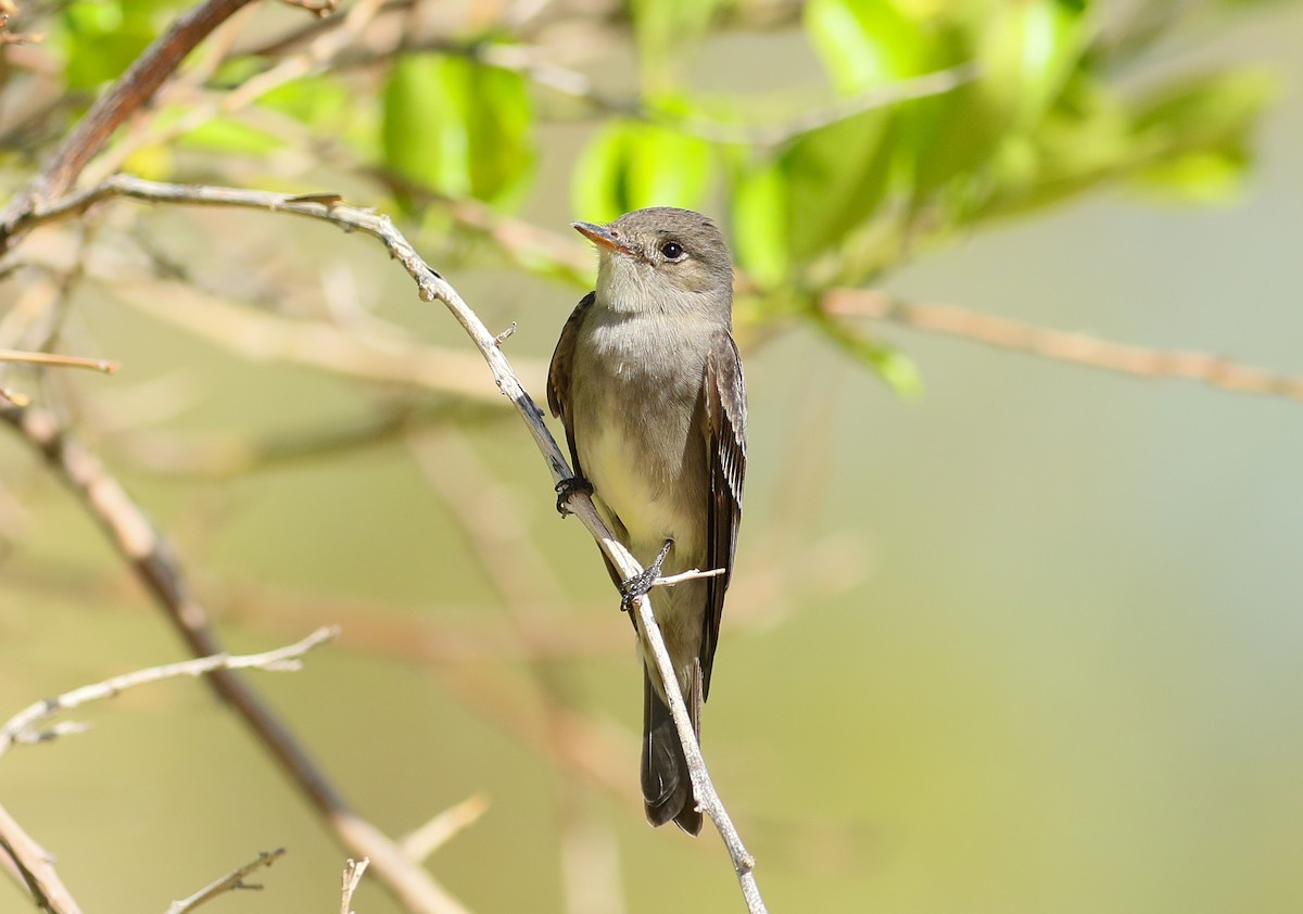 Western Wood-Pewee - ML101064771