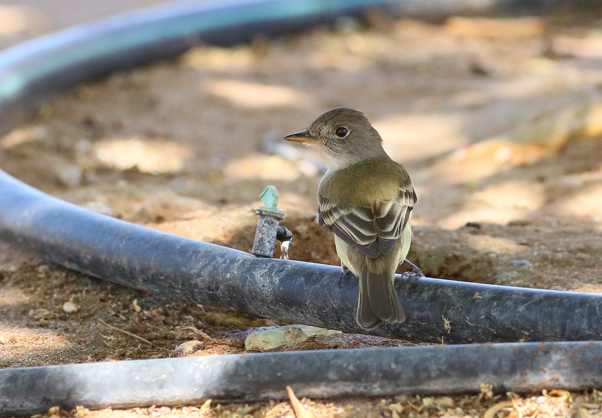 Willow Flycatcher - ML101064861