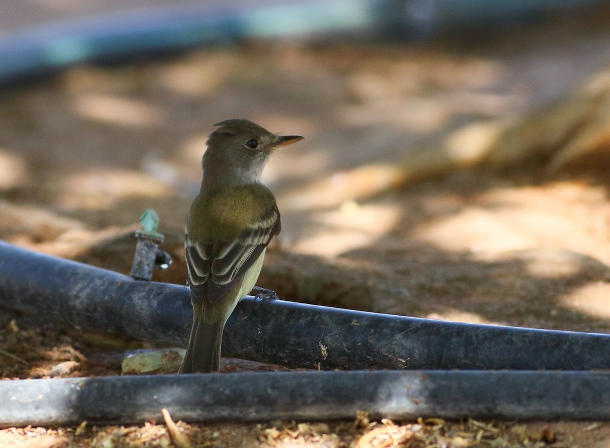 Willow Flycatcher - Chris McCreedy - no playbacks