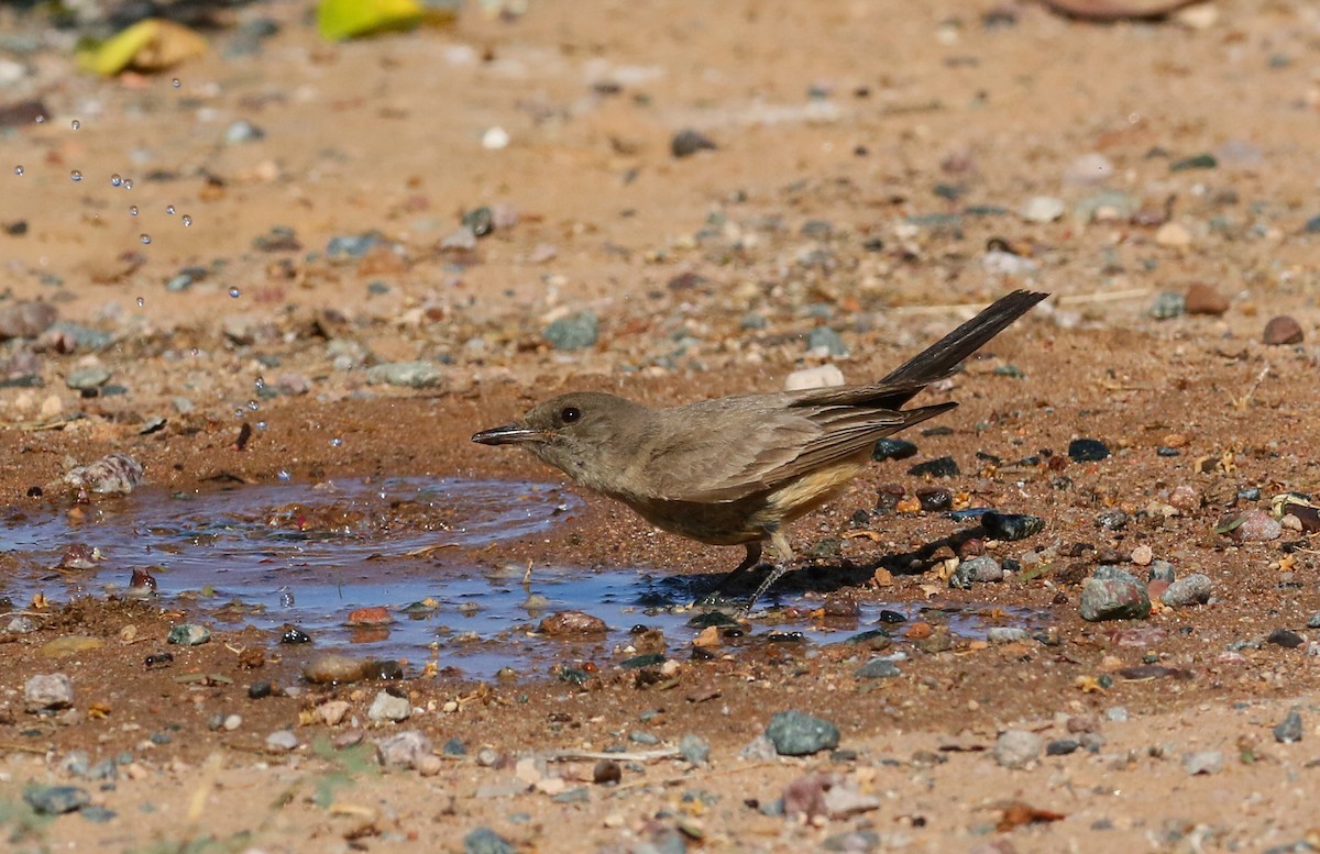 Say's Phoebe - Chris McCreedy - no playbacks