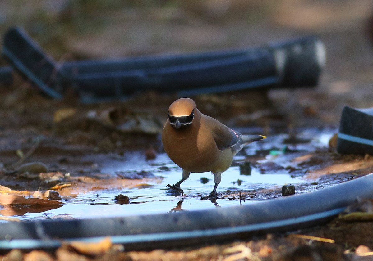 Cedar Waxwing - ML101065601