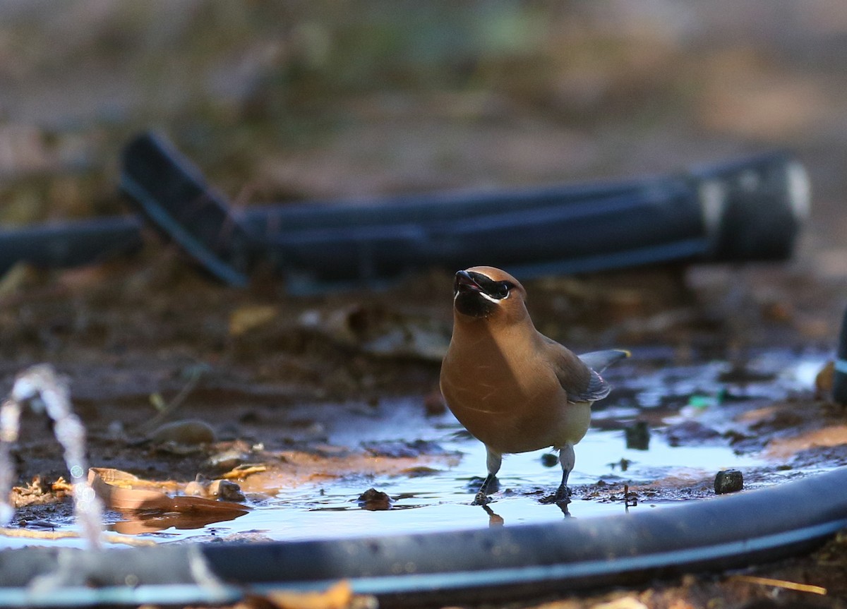 Cedar Waxwing - ML101065611