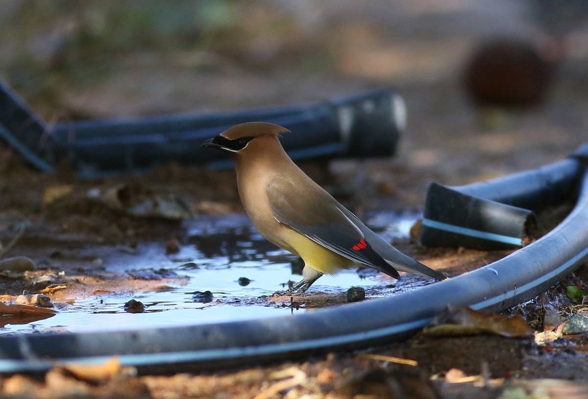 Cedar Waxwing - ML101065631