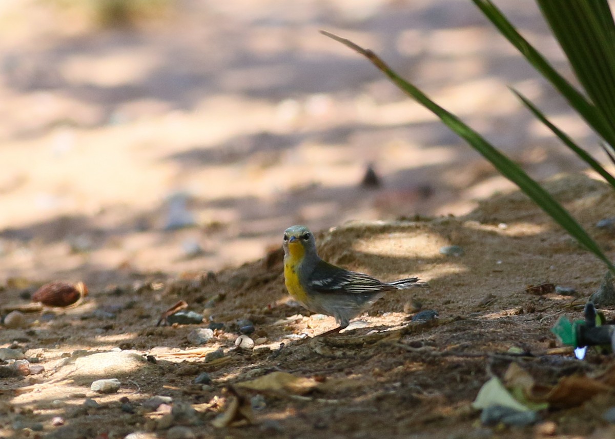 Northern Parula - ML101065821