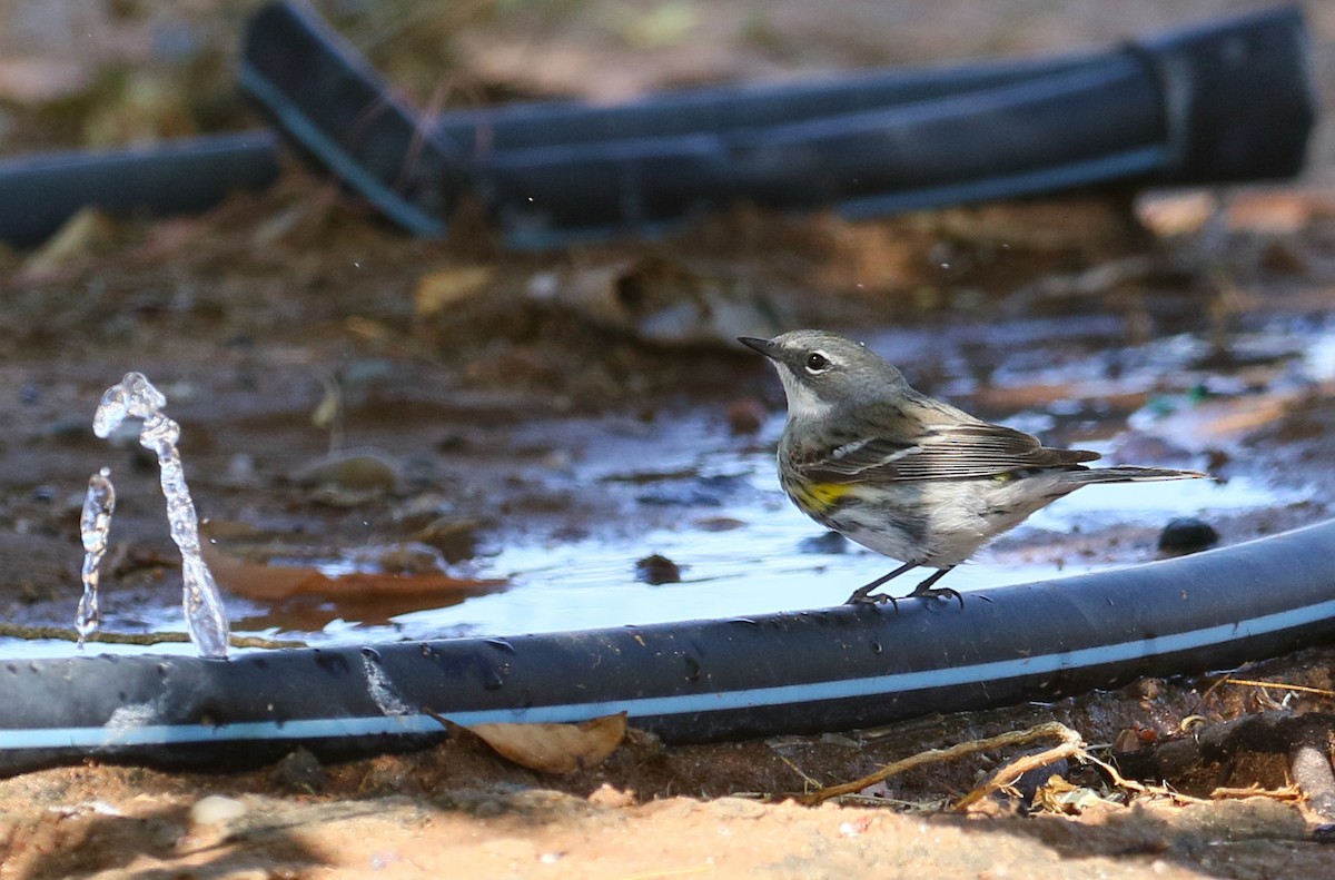 Yellow-rumped Warbler (Myrtle x Audubon's) - ML101065941