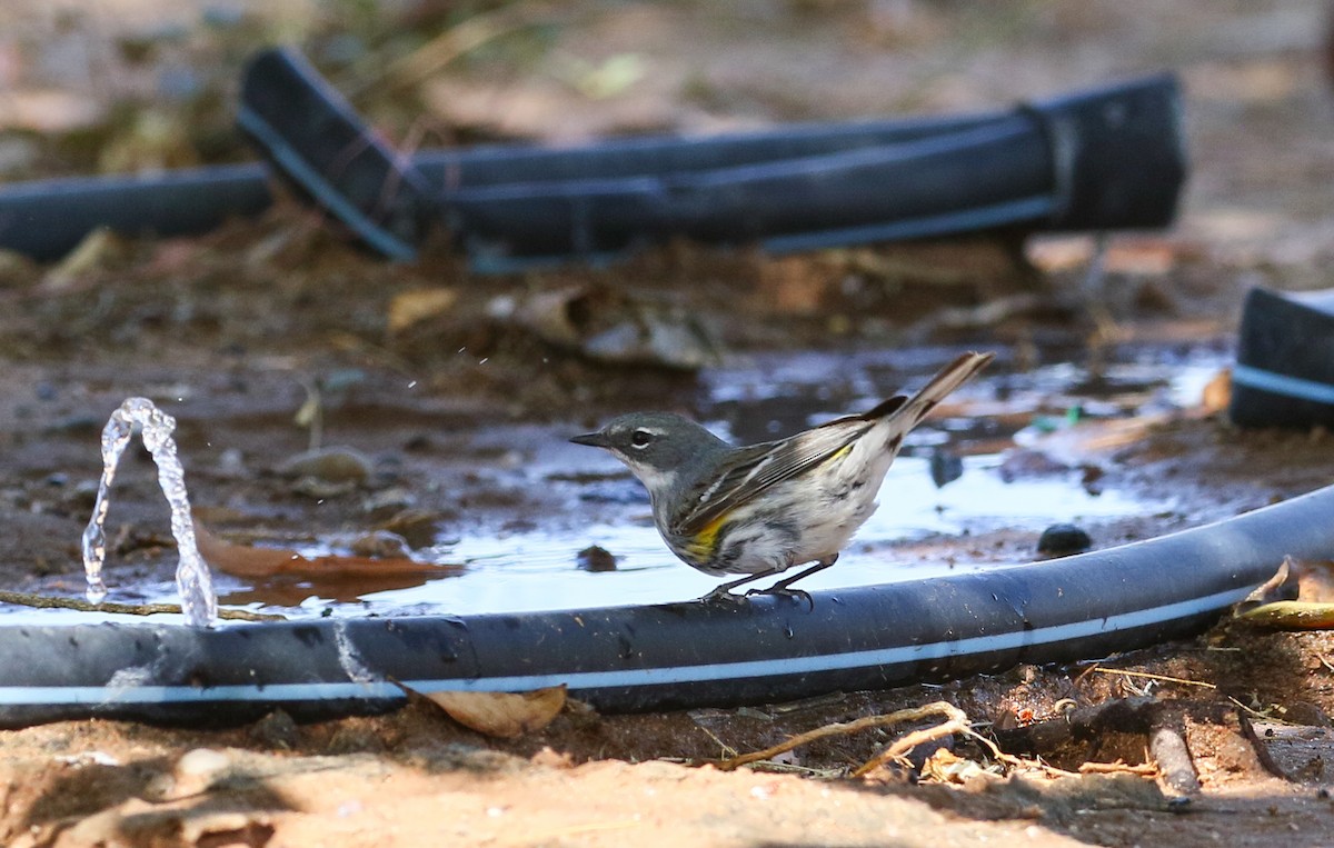 Пісняр-лісовик жовтогузий (підвид coronata x auduboni) - ML101065971