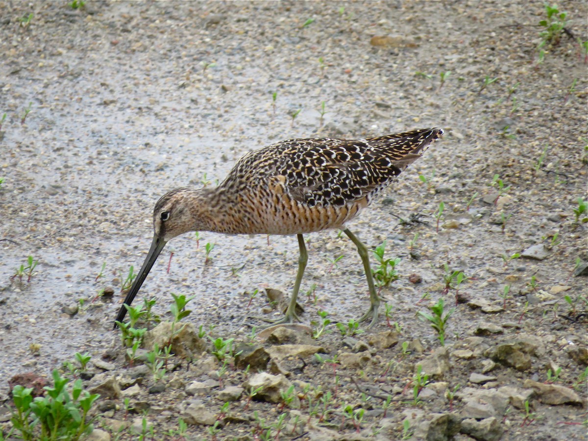 Long-billed Dowitcher - Benjamin Murphy