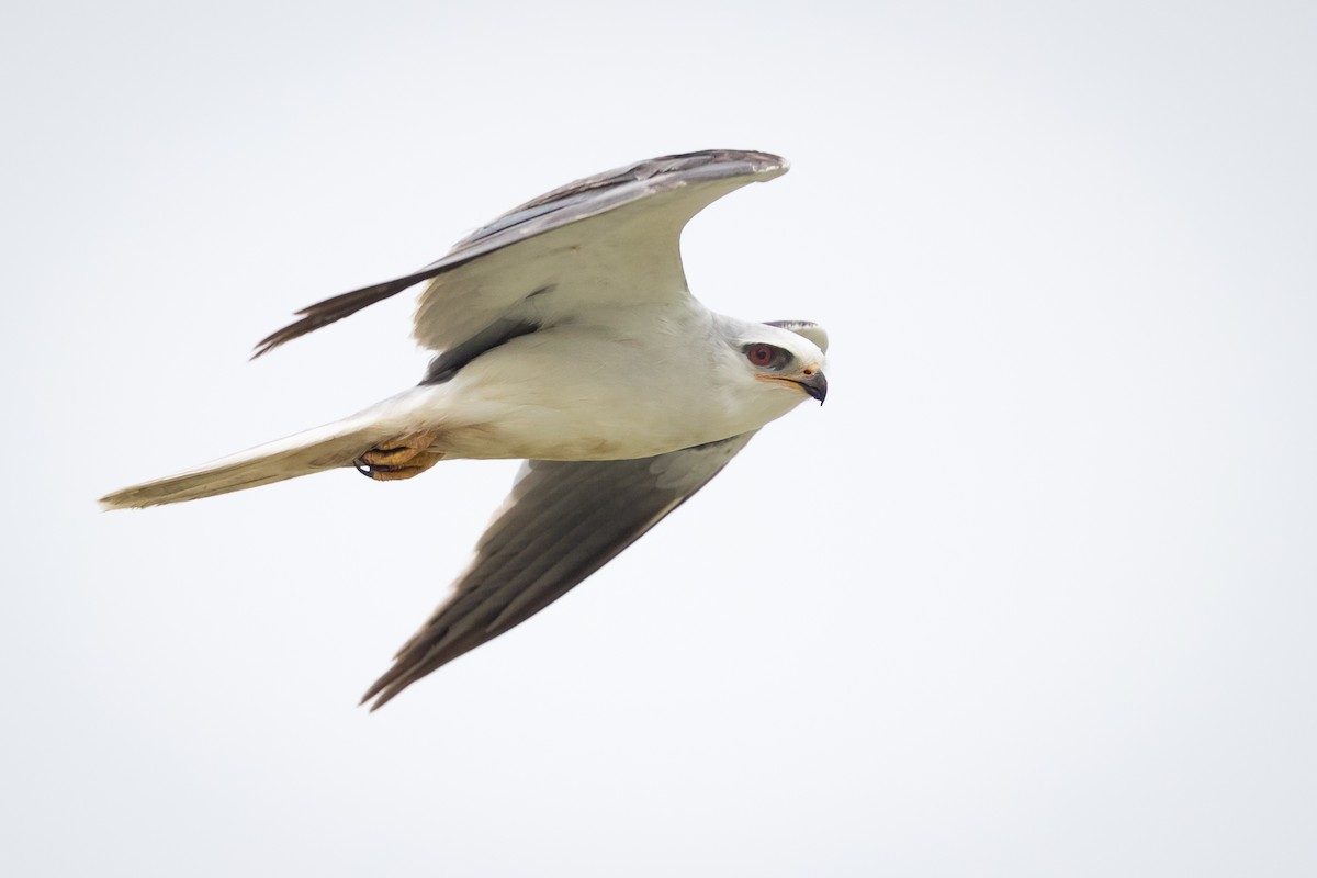 White-tailed Kite - Ryan Sanderson