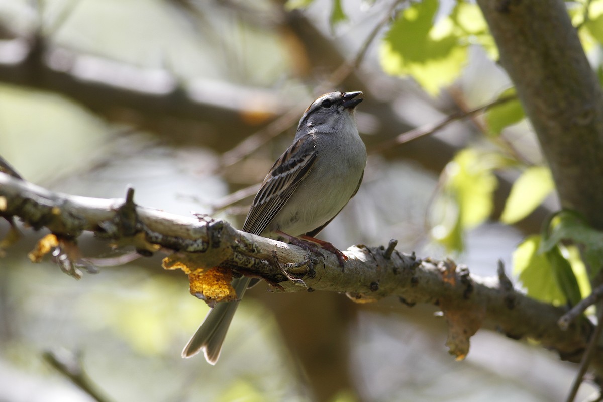 Chipping Sparrow - ML101069921