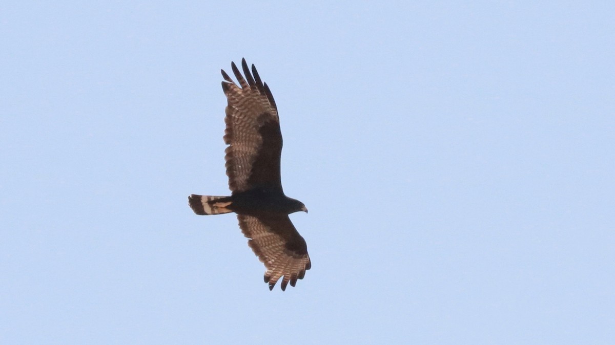 Zone-tailed Hawk - ML101070201