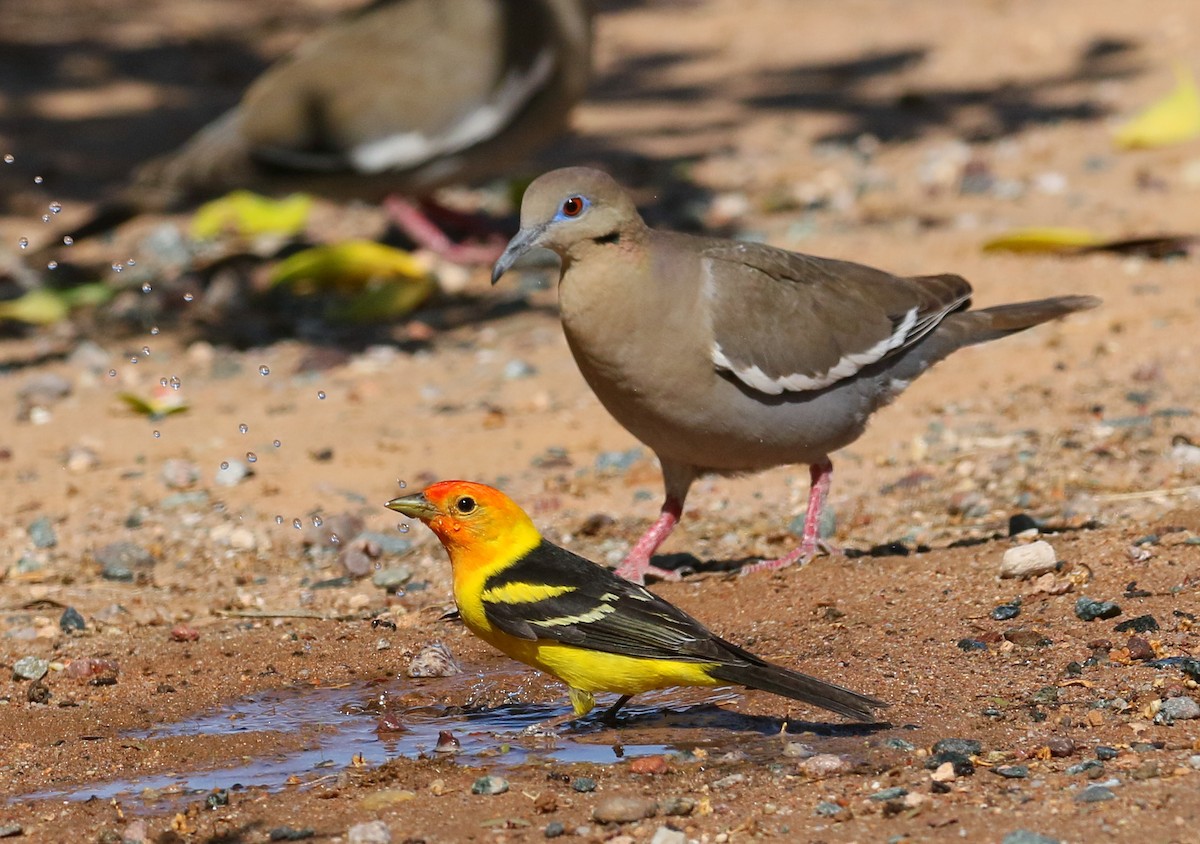 Western Tanager - ML101071101