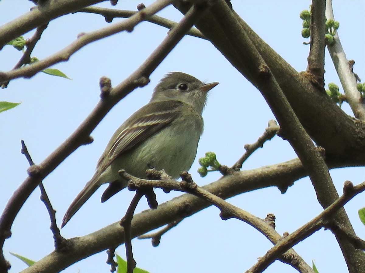 Least Flycatcher - ML101072051