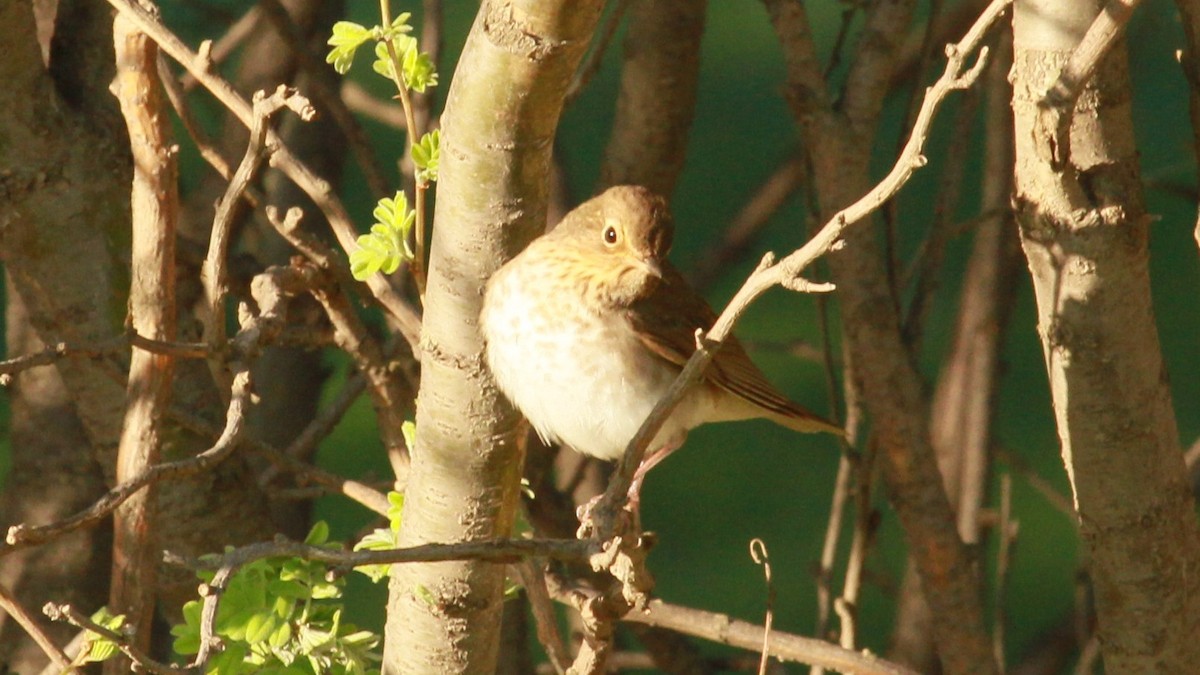 Swainson's Thrush - Geoffrey Urwin