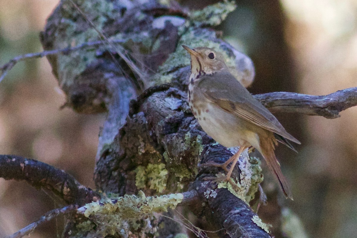 Swainson's Thrush - ML101073111