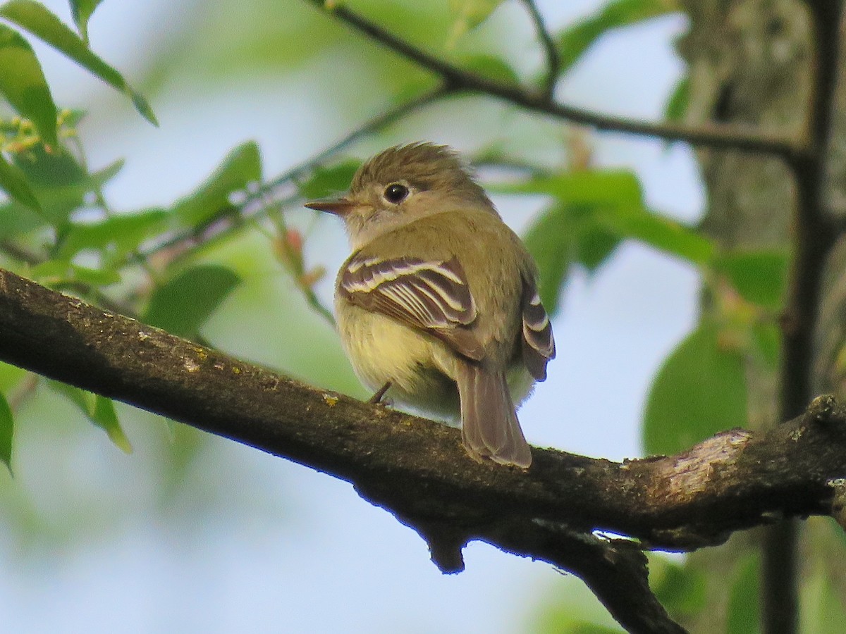 Least Flycatcher - ML101073511