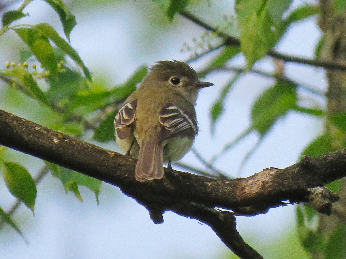 Least Flycatcher - ML101073541