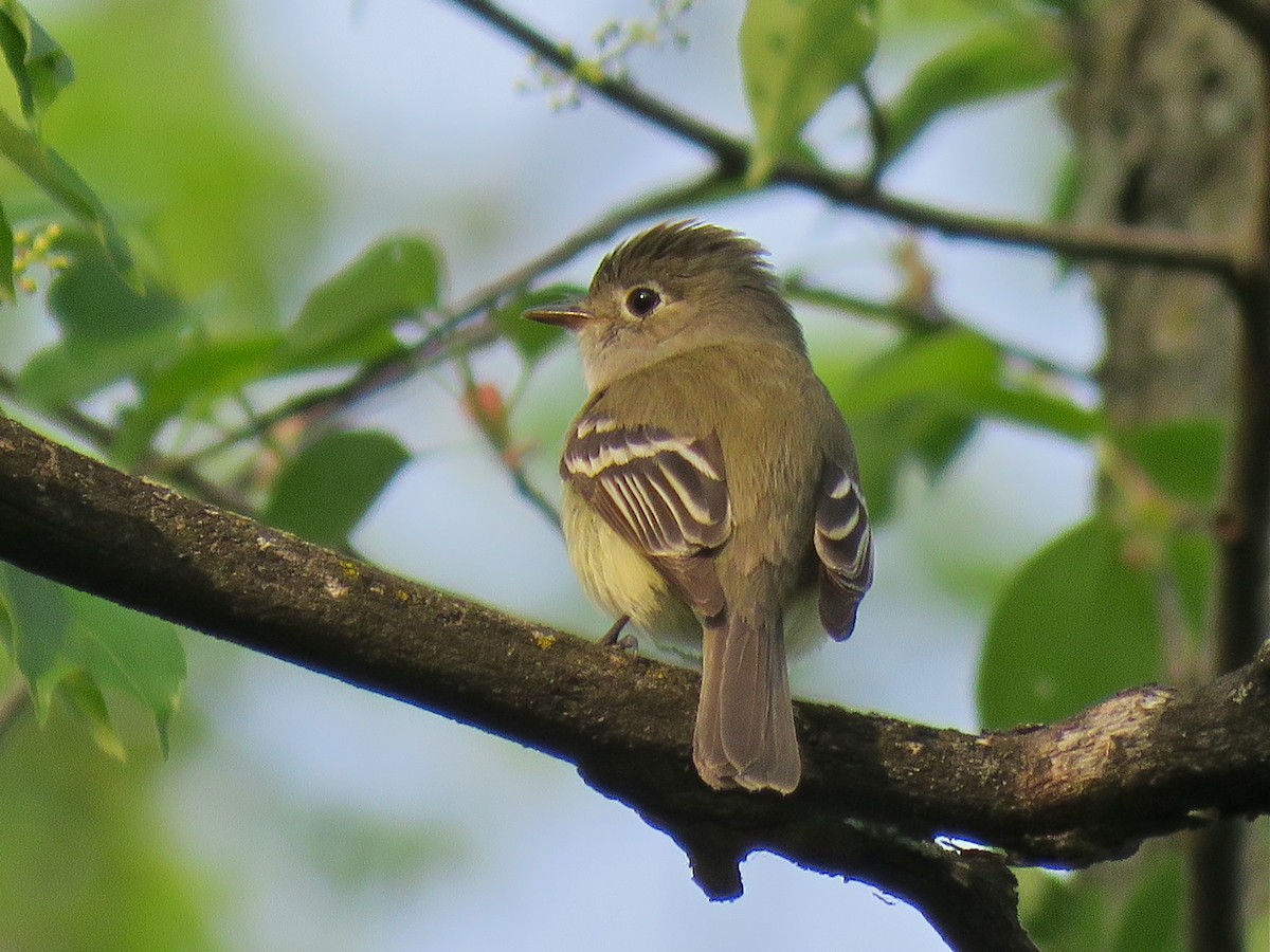 Least Flycatcher - ML101073551